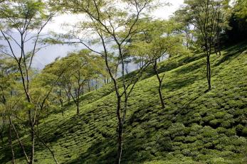 A lush green hillside with young trees growing from it