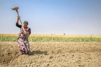 A woman planting sugarcane in nepal