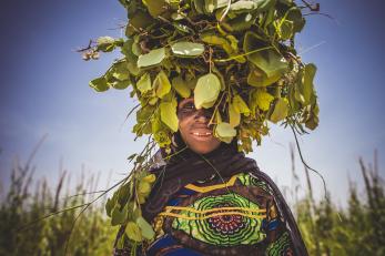 A woman in brightly colored clothing carries green cassia leaves in a bundle on her head in rural niger. there is a blue sky behind her.