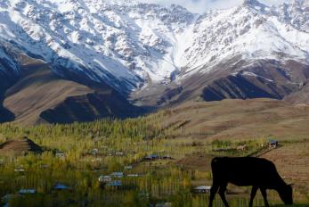 Snow-covered mountains in the background give way to green trees and small village houses. there is an animal grazing in the foreground.