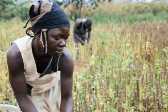 Concy in chia field in uganda