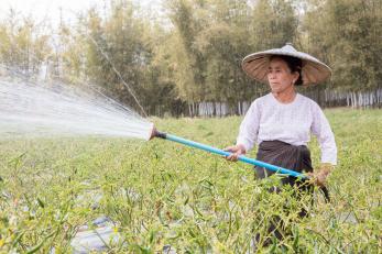 A woman using a hose to water a crop in indonesia