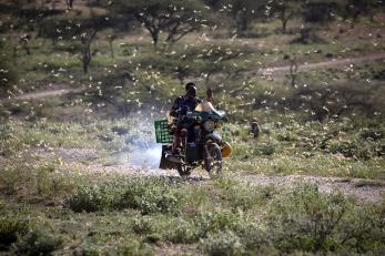 A motorcycle rider makes their way on a dirt path while locusts swarm the area. 