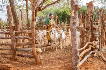An adult stands near some goats in an exterior livestock enclosure.