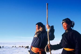 Herders looking after their flock in rural mongolia.