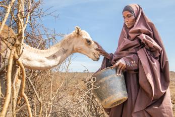 A person feeds the dregs of their morning tea leaves to their last surviving camel, after fleeing home due to the drought that is ravaging somalia.