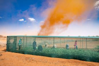Female farmers in kenya grow sweet potatoes inside a greenhouse amidst severe drought.