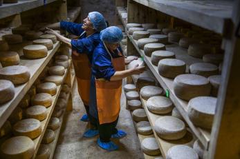 Two people inspect cheese ripening in an ancient roman cave beneath the formajo cheese company.