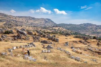 A person on a hillside tending to beehives during the summer. 