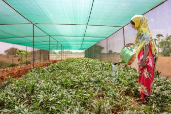 A person watering sweet potato plants in a greenhouse.