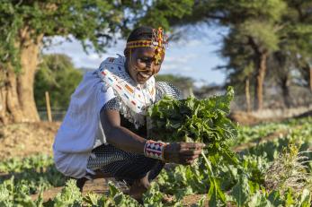 Kenyan woman harvests spinach in her communal garden in ngilai.