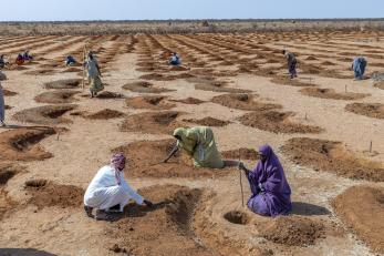 Community members in wayama japta relied on digital tools to identify and rehabilitate land for grazing, digging soil crescents to retain water in preparation to plant trees.