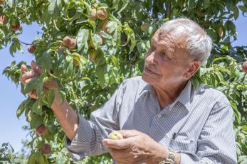 A man evaluates crops on his farm