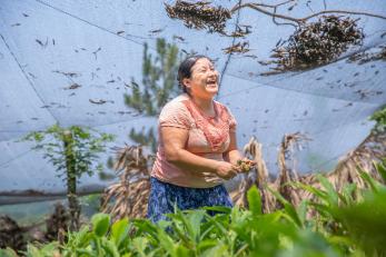 A woman in guatemala laughs while tending cardamom