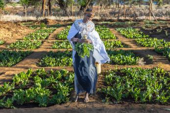A woman harvests spinach in her communal garden