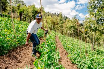 Carlos pictured on a hillside among his pea crop