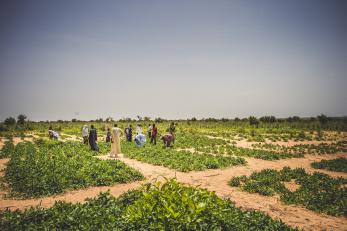 People working in field