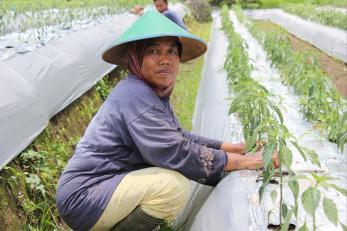 Woman in indonesia crouching in a field tending to plants