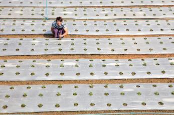 Myanmarese farmer amid newly planted crops