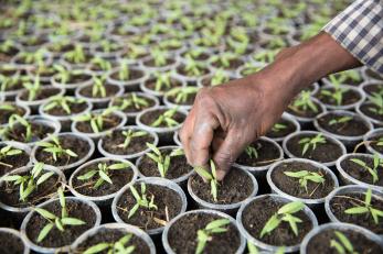 Hand reaching out to adjust seedlings