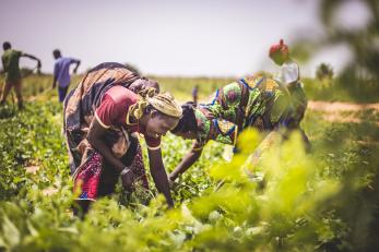  women in niger bending over to tend to crops in a field