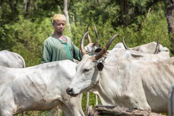 Man with livestock in nigeria