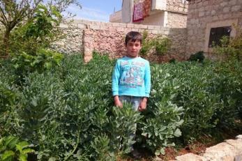 A boy standing in a vegetable garden with green plants higher than his waist