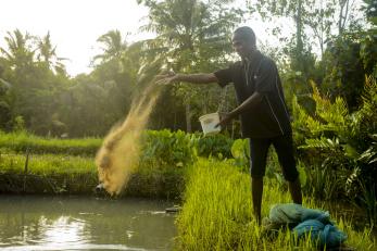 A man feeds a pond of tilapia fish in timor leste