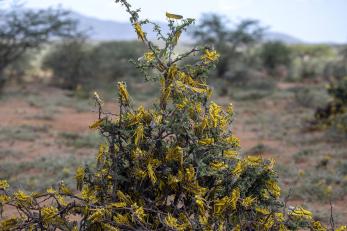 A plant covered by a swarm of locusts is made inedible.  