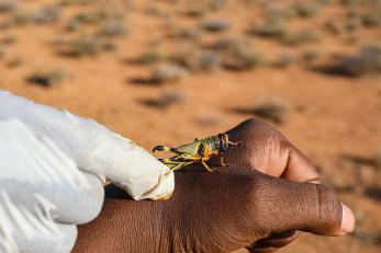 A locust rests on an adult hand.