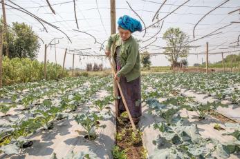 A person tilling earth in a green house.