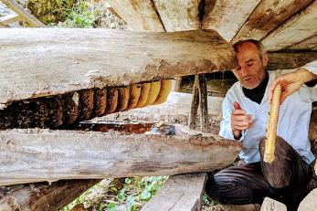 A honey farmer checking on a jara, a georgian sustainable practice of domesticating wild bees in hollowed wooden logs,
