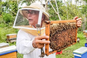 Sweet success: Jordan's beekeepers busy as honey demand soars