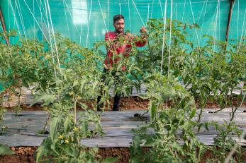 A person pruning tomato plants at the integrated pest management (ipm) learning center.