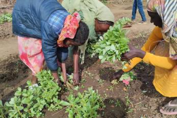 Farmers harvesting vegetables.