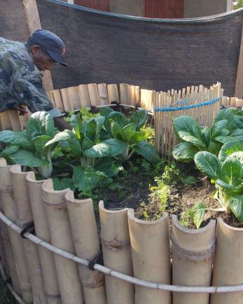 Timor leste man in keyhole garden.