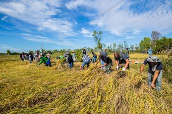 Group of people working in rice field