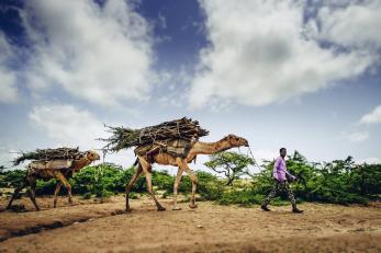 Man in purple shirt leading two camels on a rope. Camels have large bundles of sticks tied to their backs.