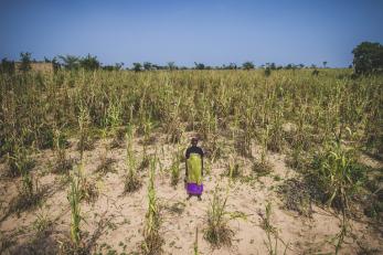 Unripe stalks of millet in a field