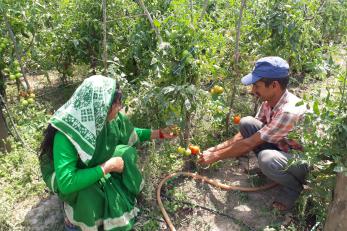 Couple farming tomatoes