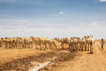 A person walks near a large group of camels
