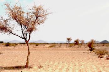 Tree in barren landscape
