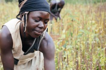 Concy and her husband Charles work alongside each other to harvest their acre of chia. The crop has never been grown here before, but it's showing great promise. All photos: Corinna Robbins/Mercy Corps