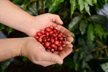 Juan, 38, grows about 11,000 coffee plants at his farm, Finca La Montanuela in the small farming village of San Antonio, Colombia. Photo: Miguel Samper for Mercy Corps