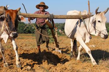 Man with two animals on a yoke