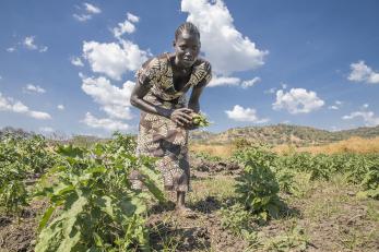 Grace, 29, harvests vegetables from her shared farm in Uganda. Last year she fled her home country of South Sudan to escape violent conflict.