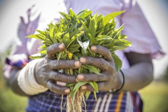 Hands holding green plants