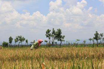 farmer in field