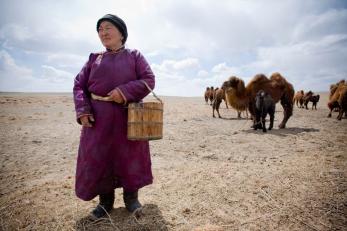 woman standing with camels in field