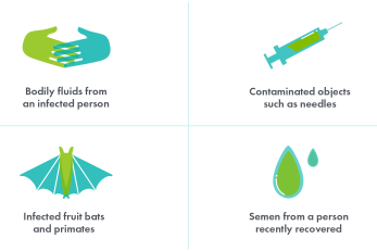 Infographic with text: bodily fluids from an infected person; contaminated objects, such as needles; infected fruit bats and primates; semen from a person recently recovered